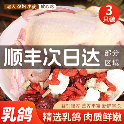 3只鸽子新鲜现杀活体5年老鸽子土鸽子农家散养鸽子肉炖汤乳鸽生鲜