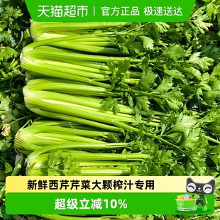 新鲜西芹芹菜大颗榨汁专用果蔬山东寿光时令绿色蔬菜现摘现发