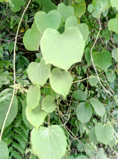 青藤,寻风藤,清风藤,滇防己,青防己,青风藤,青风藤种苗一苗