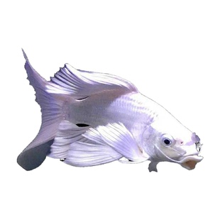 贵妃蝴蝶鲤鱼活鱼淡水冷水鱼缸观赏鱼球体短身金鱼锦鲤招财风水鱼