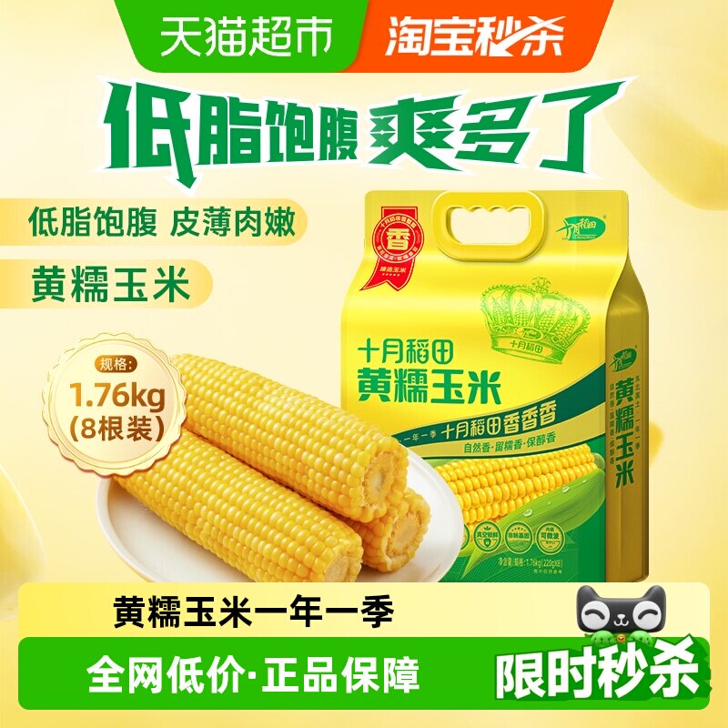 十月稻田非转基因黄糯玉米东北粘糯玉米棒苞米