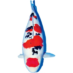 红白大正孔雀松叶锦鲤鱼活体冷水淡水鱼缸观赏鱼苗草金鱼活鱼好养