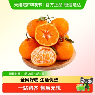 四川春见耙耙柑果肉饱满无籽清甜多汁超新鲜水果应季鲜货