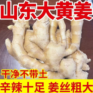 山东特产大黄姜新鲜水洗无土辛辣味浓的生姜大块姜月子姜