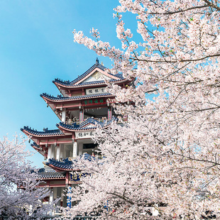 【观鸟季】无锡鼋头渚太湖游船风景区门票游船一日游飞猪旅行