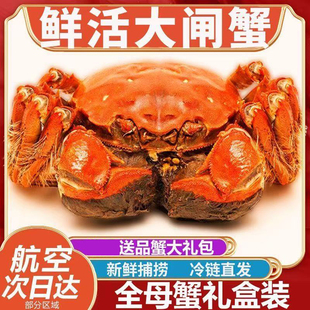 现货大闸蟹活蟹鲜活公母螃蟹海鲜生鲜水产中秋礼盒装 含绳蟹工具