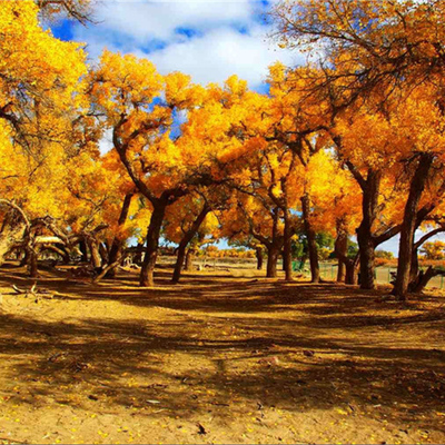 青海湖茶卡盐湖鸣沙山月牙泉莫高窟额济纳旗亲子朋友闺蜜跟团游