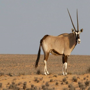 【赠氧气瓶】可可西里+昆仑山口+无极宫+玉珠峰【市内接送】