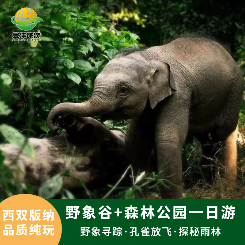 西双版纳野象谷 原始森林公园纯玩一日游·孔雀放飞邂逅野象