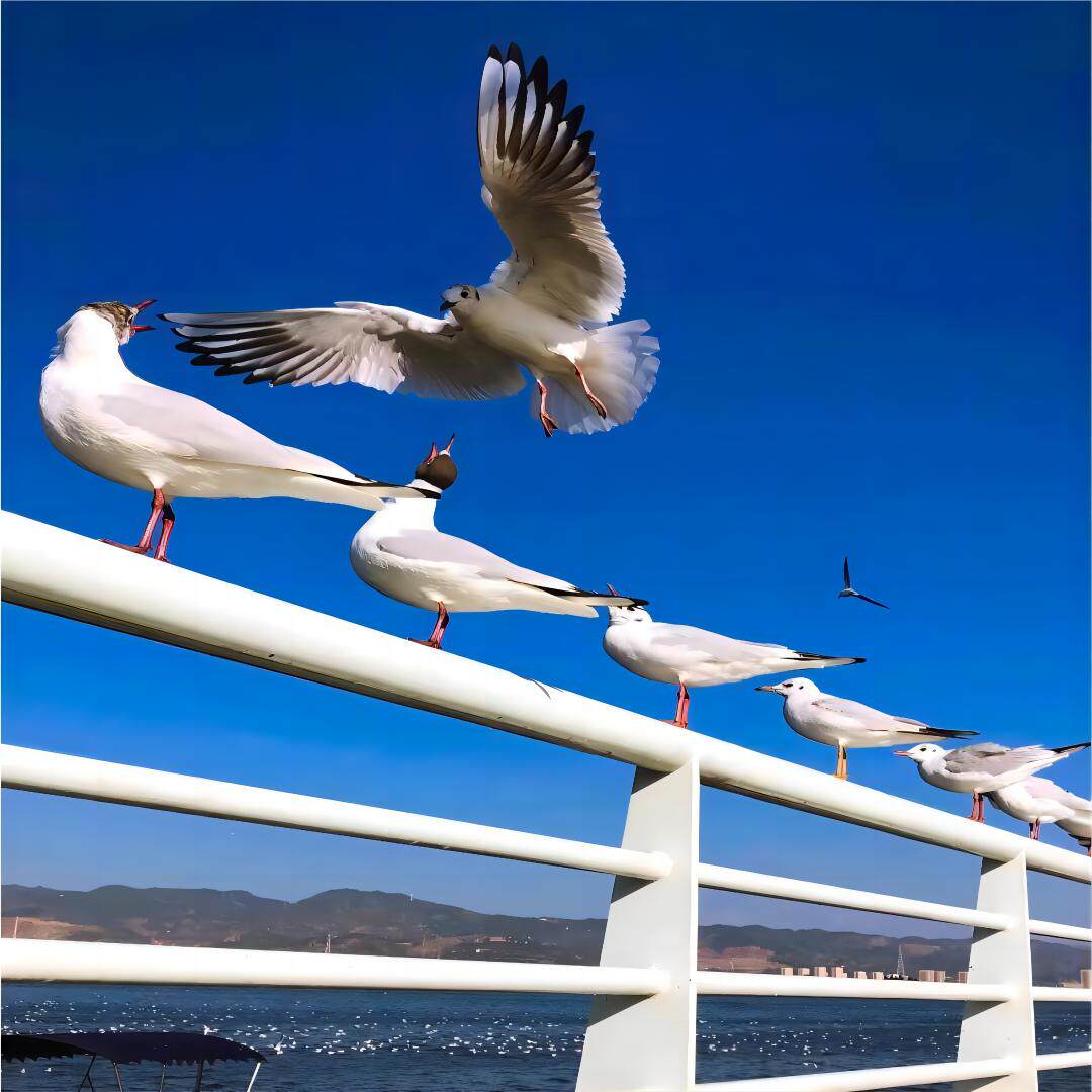 昆明市区一日游