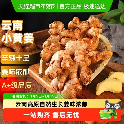 京运达云南小黄姜新鲜现挖