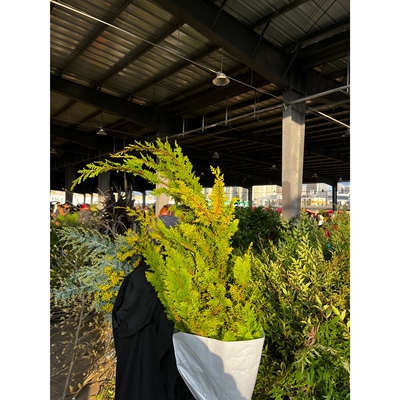 不售后，金叶凤尾1扎，购买三单包邮