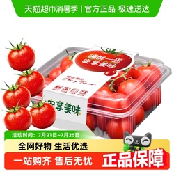 知翠樱桃小番茄水果小西红柿