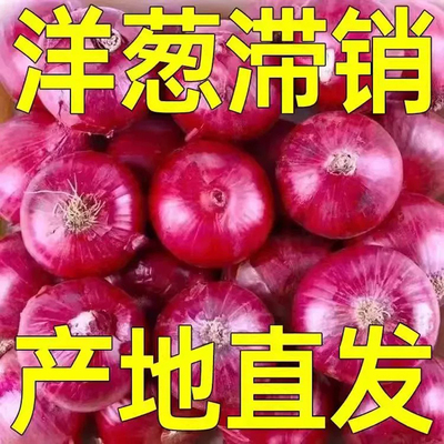 云南高原新鲜水果洋葱紫皮圆葱蔬菜当季扁小洋葱头甜味生吃脆甜