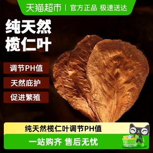 鱼缸斗鱼榄仁叶免煮鱼缸橄榄叶降酸龟缸调节ph值橄仁叶龙眼叶造景