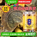 45年桑黄西藏桑树粉茶泡水灵芝片灵芝孢子粉中草药材