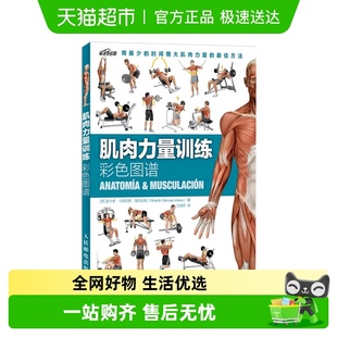 肌肉力量训练彩色图谱拉伸训练书肌肉训练图谱塑造新华书店运动