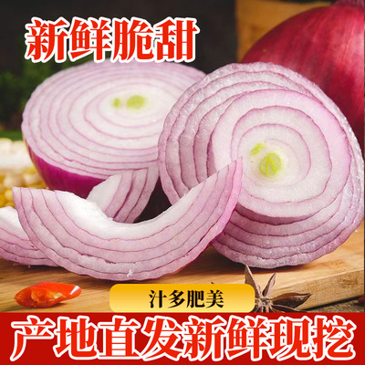 正宗河西二红2025年新鲜紫红皮洋葱现挖洋葱圆葱头自种蔬菜批发价