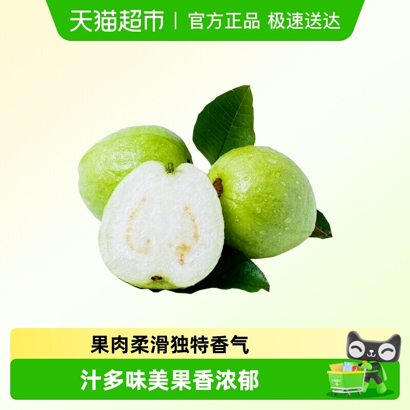 广西应季水果脆甜白心芭乐珍珠番石榴软糯香甜热带水果现摘现发