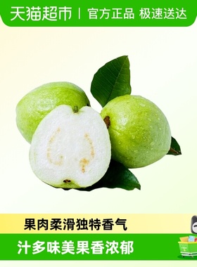 广西应季水果脆甜白心芭乐珍珠番石榴软糯香甜热带水果现摘现发