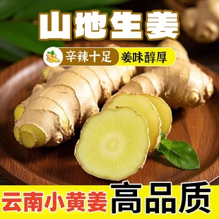 正宗云南小黄姜新鲜生姜现挖高山沙姜新姜土姜月子姜农家自种小姜