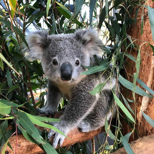 [塔龙加动物园-大门票+随上随下游轮]澳洲悉尼塔龙加动物园 大门票+Captain Cook随上随下游轮