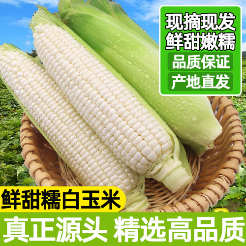 新鲜采摘广西白糯牛奶玉米5-9斤当季现摘嫩苞谷代餐甜糯玉米棒子