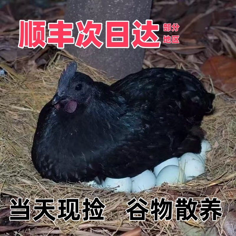 顺丰包邮农家散养绿壳鸡蛋新鲜正宗乌鸡蛋,水产肉类/新鲜蔬果/熟食,鸡蛋,淘宝优惠券,粉丝福利购,淘宝优惠卷