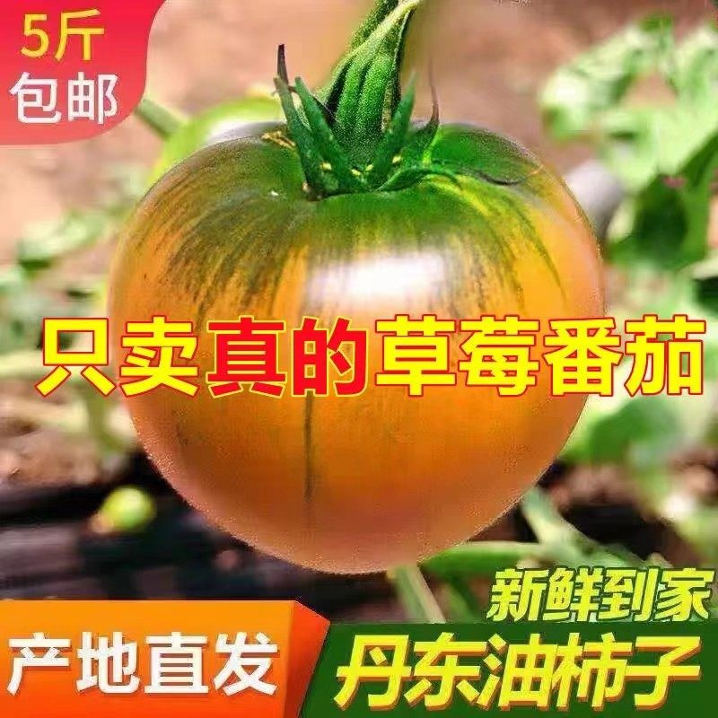 丹东铁皮草莓柿子新鲜生吃水果番茄绿腚碱地铁皮西红柿自然熟包邮,水产肉类/新鲜蔬果/熟食,番茄,淘宝优惠券,粉丝福利购,淘宝优惠卷