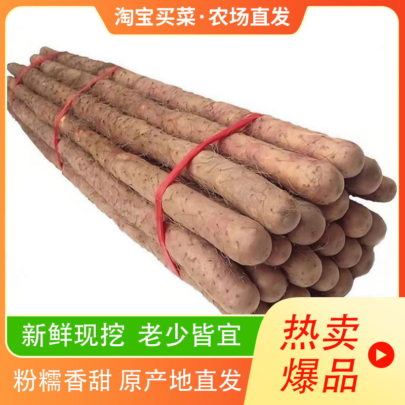 正宗铁棍山药新鲜现挖粉糯当季营养丰富健康美食优质山药