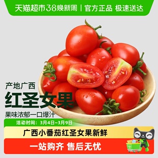 广西小番茄红圣女果新鲜当季水果樱桃小西红柿生吃现摘自然熟