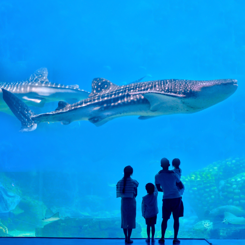 [珠海长隆海洋王国-1日门票+航海家号烟花观赏位]长隆官方特惠门票