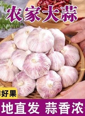 超低价大蒜头干蒜河南大蒜批发价10斤蒜头新蒜白紫皮大蒜蔬菜