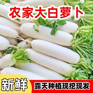 包邮 正宗农家白翡翠现挖水果白萝卜装 新鲜蔬菜农家辛辣甜