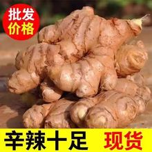 农家自种老姜生姜批发优质姜新鲜纯天然生长新鲜黄姜土姜现挖嫩姜
