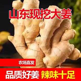 山东特产大黄姜新鲜辛辣味浓的生姜大块姜1斤3斤5斤包邮