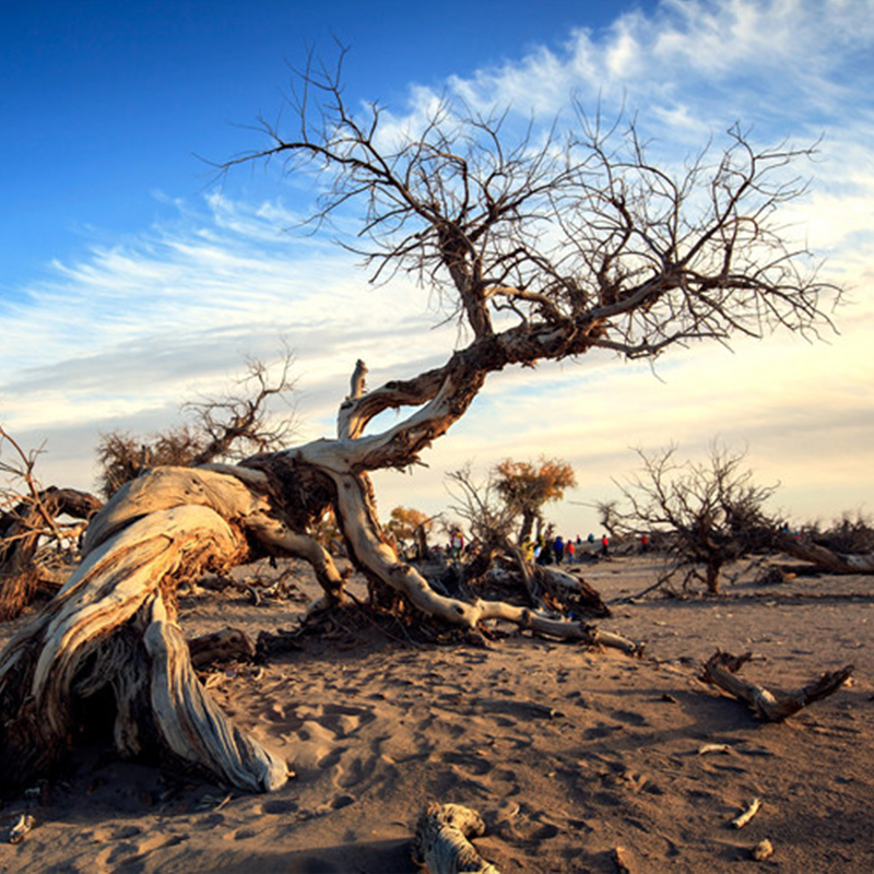 青海张掖嘉峪关胡杨林金塔胡杨林亲子家庭秋季旅游