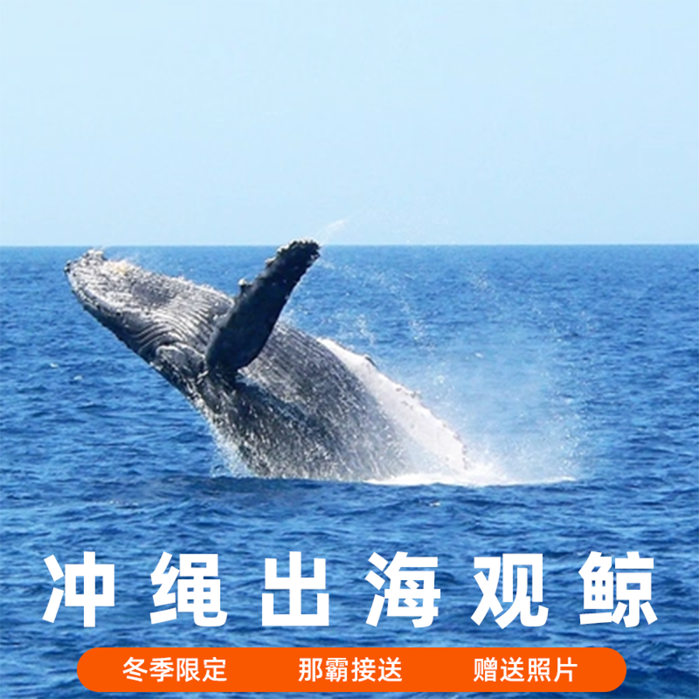 日本冲绳出海赏鲸观鲸那霸市区定点接送赠送照片（多港口可选）