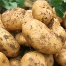 2025年新鲜东北黄皮黄心土豆5斤装 粉糯洋芋马新整箱 包邮
