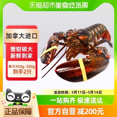 鲜活波士顿龙虾顺丰450g×2只