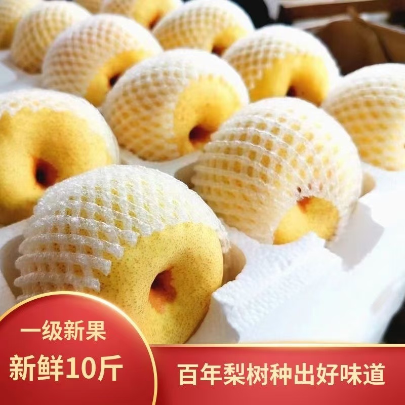 百年老树正宗砀山酥梨脆梨香甜梨产地现发水果