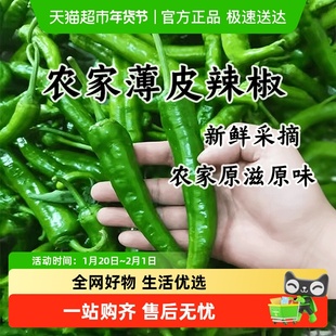 湖北本地大青辣椒新鲜嫩现摘现发农家自种微辣软皱薄皮土青椒炒肉