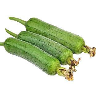 肉丝瓜种子丝瓜种籽短棒四季特大农家春秋夏丝瓜苗秧爬藤蔬菜种孑