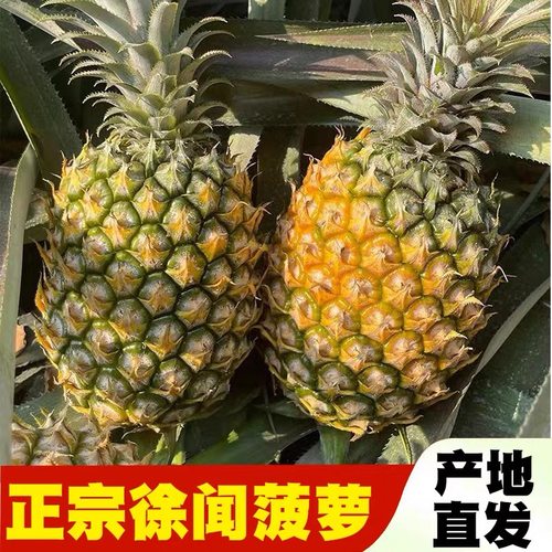 广东徐闻香水菠萝3斤现摘新鲜大果应季水果凤梨手撕整箱