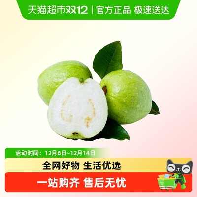 森季果农广西白心芭乐软糯香甜