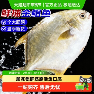 青岛特大金鲳鱼新鲜冷冻海鱼金昌鱼平鱼银鱼白鲳鳊鱼冰鲜