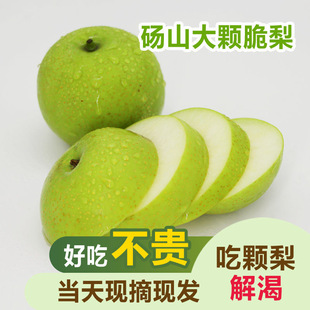 特产砀山梨青皇冠梨子当季新鲜水果翠冠酥脆整箱现摘青皮梨雪梨
