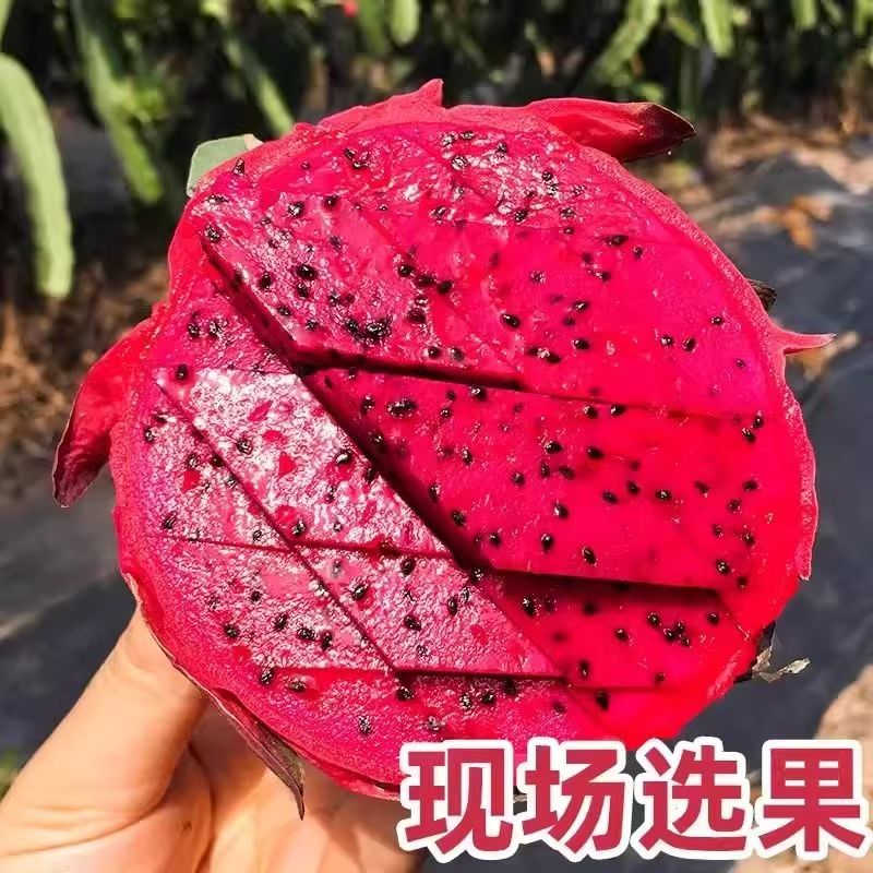 应季水果金都火龙果新鲜红心金都一号红心火龙果京东顺丰随机发