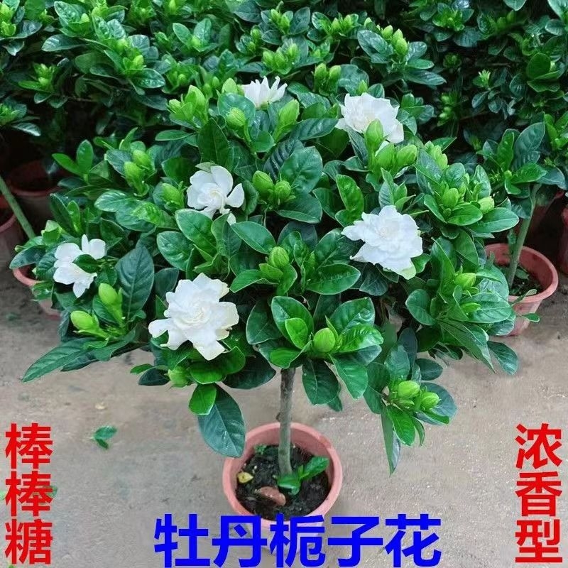 棒棒糖型大叶牡丹栀子花盆栽