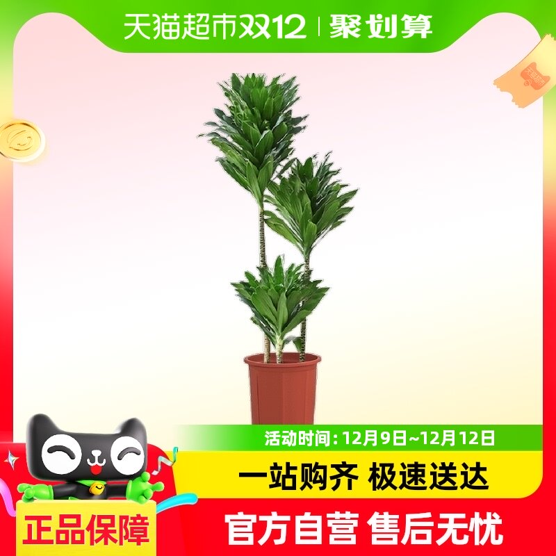 ����̫���������ֲ���Կ�����׮��Ѫ����ش���ֲ������ȩ�콶